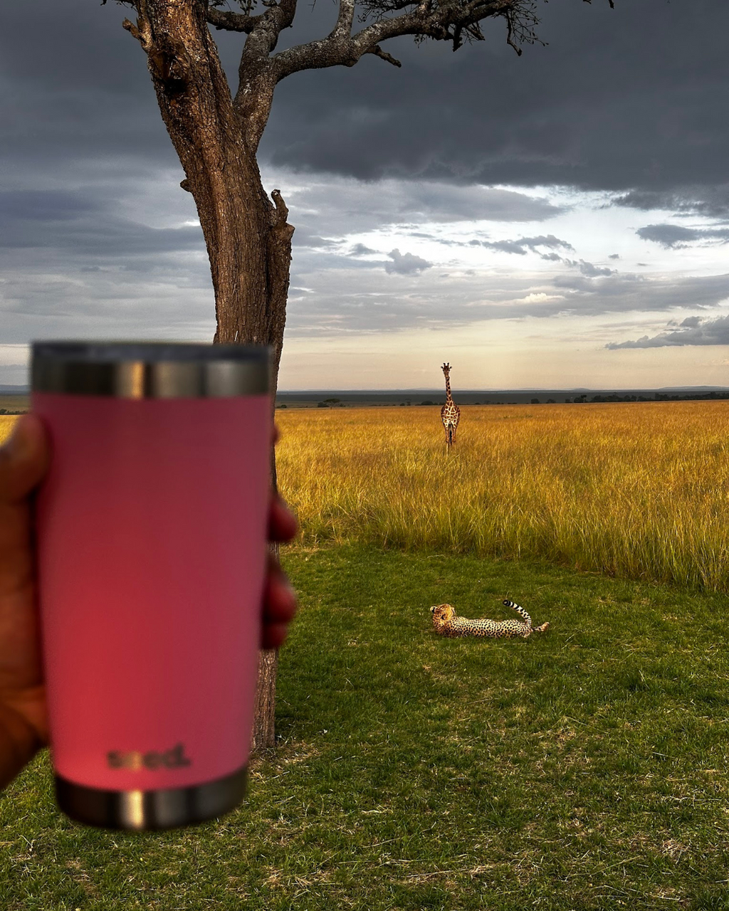 Person holding a pink tumbler with a giraffe and cheetah in a grassy field under a stormy sky in Africa.  insulated stainless steel travel coffee mug 600mL candy pink